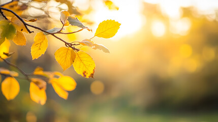 Poster - Golden Yellow Autumn Leaves on Tree Branch Against Warm Sunrise Background : Generative AI