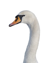 Wall Mural - portrait of swan isolated on white background