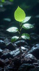 Wall Mural - Bright Green Sprout Growing from Dark Soil and Rocks in Forest with Sunlight Creating New Life and Growth