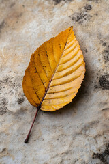 Poster - Closeup of Golden Autumn Leaf on Stone Background Highlighting Natural Beauty : Generative AI