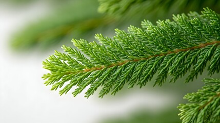 close-up of fresh green pine tree branch with detailed needles