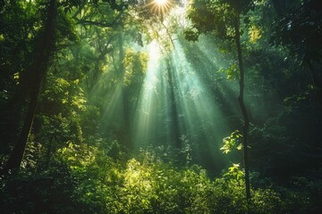 Wall Mural - sunbeams pierce through a lush, green forest canopy, illuminating the vibrant undergrowth.