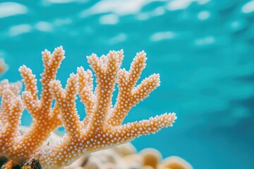 Wall Mural - A close-up view of a vibrant coral against a bright blue background