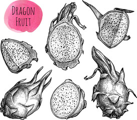 Wall Mural - dragon fruit ink sketch set.