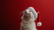 © budi - White Cat Wearing Santa Hat Against Red Background