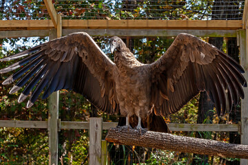 Wall Mural - An Andean Condor spreads its wings at the World Bird Sanctuary in Valley Park, Missouri 