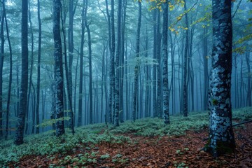 Wall Mural - Misty blue forest, tall trees, lush undergrowth, serene and mysterious atmosphere.