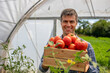 © Budimir Jevtic - Farmer holding freshly harvested tomatoes in crate in greenhouse