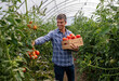 © Budimir Jevtic - Farmer harvesting tomatoes in greenhouse during afternoon