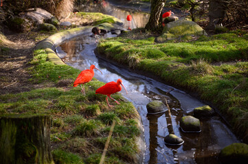 Red ibis in the Copenhagen zoo Kobenhavn 2025