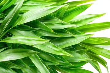 Design of an isolated coconut palm leaf for object and retouch