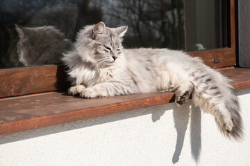 Wall Mural - Adorable young Siberian cat lying on the window sill in sunny winter day