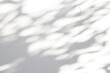 © Kwangmoozaa - Abstract natural tree leaves shadow on white wall background