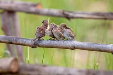 Wall Mural - Group of The scaly-breasted munia or spotted munia in the rice field.