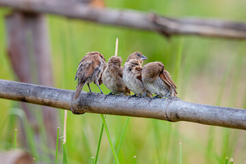 Wall Mural - Group of The scaly-breasted munia or spotted munia in the rice field.