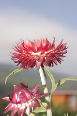 red flower on a blue background