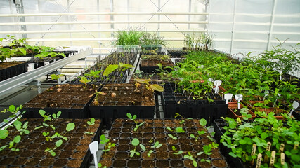 Wall Mural - Seedlings of trees, shrubs and flowers grown in a greenhouse nursery