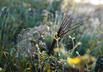 spider web with dew drops