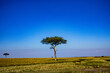 © Antony Trivet - lonely tree in the field Maasai Mara National Game Reserve Park Narok County Kenya East Africa Landscapes Savannah Grasslands Great rift Valley panoramic scenic views plants vegetations filed meadows