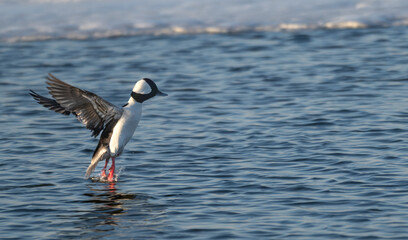 Wall Mural - Bufflehead duck takes off from a lake.