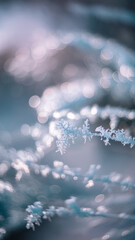 Wall Mural - Close-up of delicate snowflakes in the soft bokeh background, evoking a peaceful, winter atmosphere with a dreamy, frosty look and subtle light reflections.