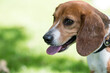 © Mary Lynn Strand - profile of beagle dog