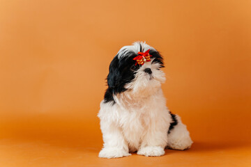 Wall Mural - little shih tzu puppy on orange background. young purebred dog puppy on color background