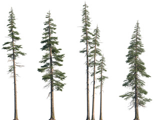 Wall Mural - set of abies concolor (the white fir, concolor fir, or colorado fir) frontal set trees isolated png 