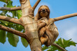 © Andreas - Cute sloth (Bradypus) hanging on tree branch with funny face look, perfect portrait of wild animal in the Rainforest