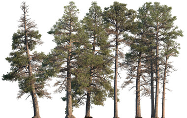 Set of Pinus contorta (common names lodgepole pine and shore pine, twisted pine, contorta pine) frontal set trees isolated png on a transparent background perfectly cutout