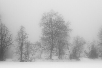 Wall Mural - Winter photography a foggy day of rural Toten, Norway, in February 2025.