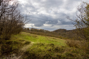 Wall Mural - field with trees and grass in the background