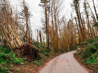 Wall Mural - a road with trees on either side and a large fallen tree in the middle. the road is covered in leave