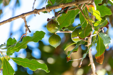 Wall Mural - Hard green Australian macadamia nuts hanging on branches on big tree on plantation