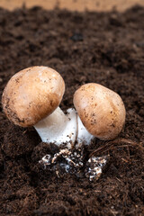 Wall Mural - Brown champignons mushrooms from underground caves in Kanne, Belgium, organic farm