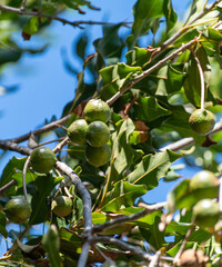 Wall Mural - Hard green Australian macadamia nuts hanging on branches on big tree on plantation