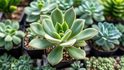 Poster - Kalanchoe hybrid succulent featuring vibrant green leaves in a modern garden setting with multiple plants in pots.