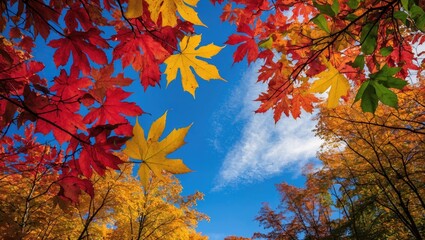 Poster - Vibrant autumn foliage with red, yellow, and green leaves against a clear blue sky and wispy clouds on a sunny October day.