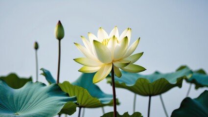 Sticker - Beautiful Blooming Lotus Flower Surrounded By Green Leaves In Natural Pond Setting