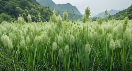 Poster - Imperata Cylindrica Grass Field in Asia with Lush Greenery and Copy Space for Text in a Scenic Landscape Setting
