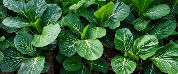 Wall Mural - Lush Green Cassava Leaves Abundant in Natural Light with Copy Space for Text Ideal for Agricultural or Culinary Themes