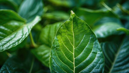 Wall Mural - Closeup of a vibrant green leaf showcasing intricate textures and natural patterns amidst a lush foliage background.