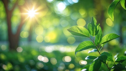 Wall Mural - Close up of fresh green leaves in a blurred background with sunlight and bokeh, creating a serene and calming natural atmosphere.