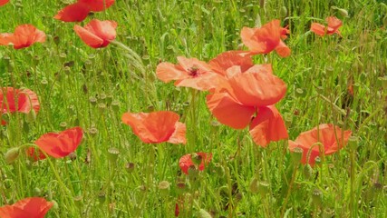 Wall Mural - blooming red poppies in green summer field, natural, environmental concept, background for designer, opium production, threat addiction, drug trafficking