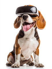 Portrait of a happy beagle dog wearing vr glasses isolated on a white background.