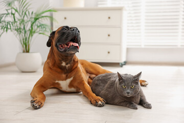 Wall Mural - Cute dog and cat lying on floor at home