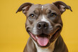 © lwin - Hyper-realistic, ultra-high-definition 4K close-up image of happy smile pitbull dog isolated on yellow background