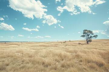 Australian landscape  