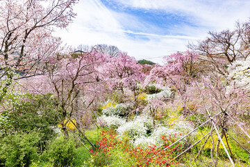 京都府　原谷苑の桜風景
