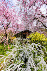 Wall Mural - 京都府　原谷苑の桜風景
